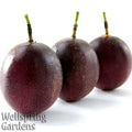 Possum - Purple Passiflora - Fruit Passion Plant edulis Live